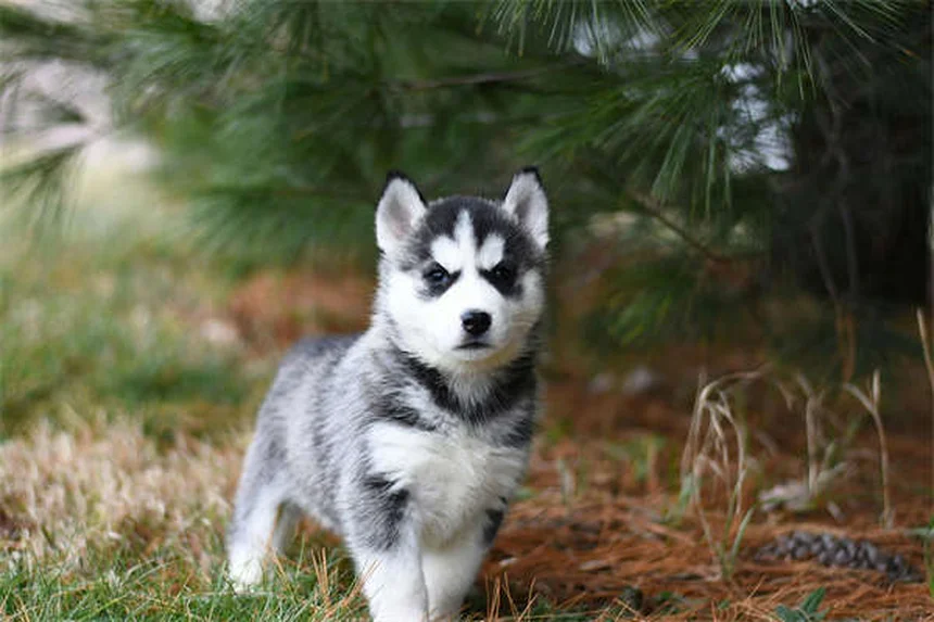 犬と猫の歯磨き、週に何回必要？正しい頻度とコツを解説
