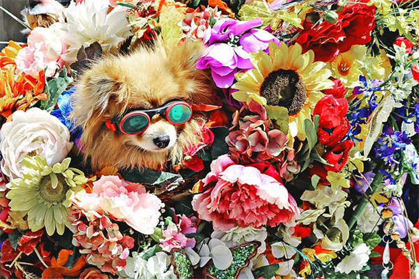 フェンベンダゾール（犬猫用駆虫薬）効果・副作用と正しい使い方