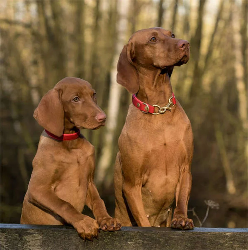 ウサギを飼う前に知っておきたい10の事実と年間費用のリアル