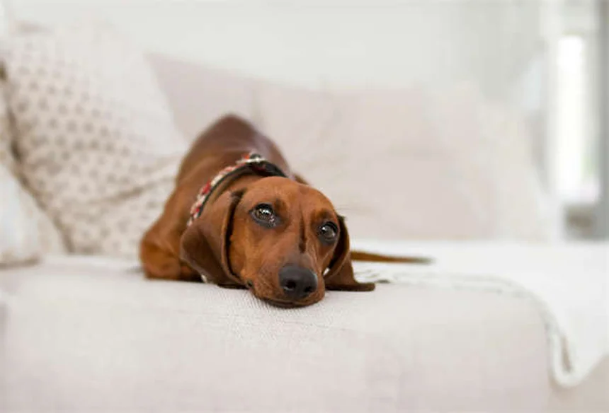 犬のサインを読むコツ！吠えの意味やカーミングシグナルが簡単にわかる
