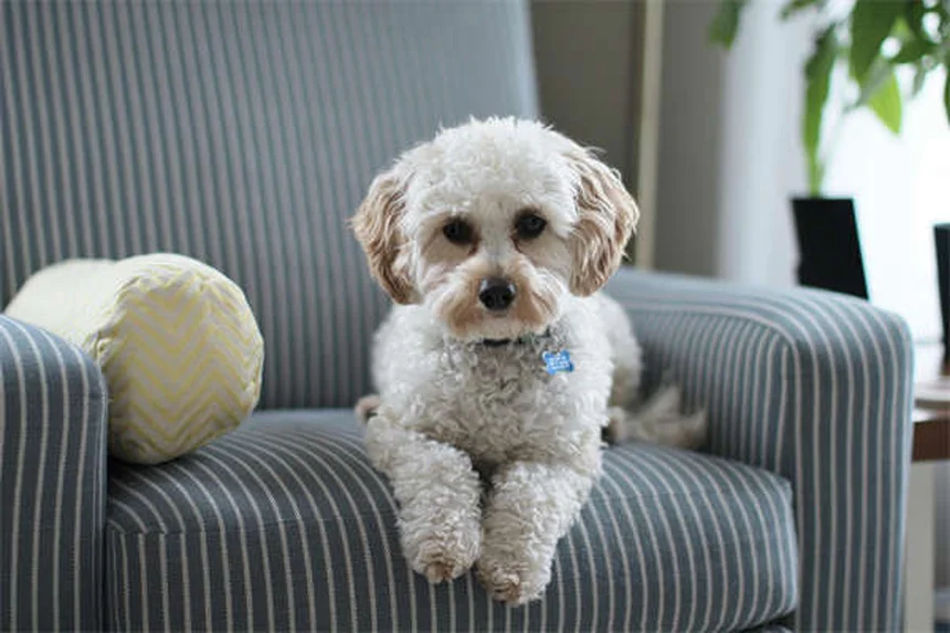 犬のサインを読むコツ！吠えの意味やカーミングシグナルが簡単にわかる