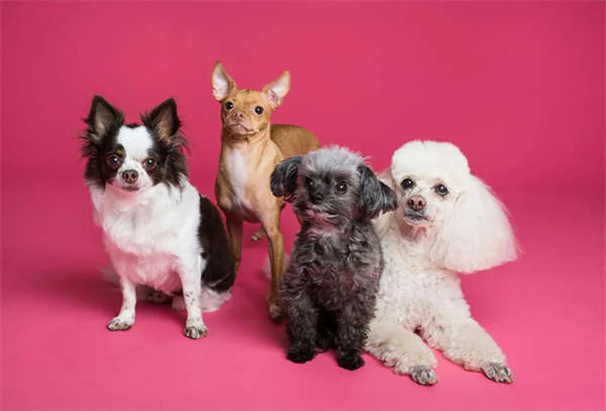 犬をほめるだけでしつけが劇的に変わる！ポジティブ強化の実践法