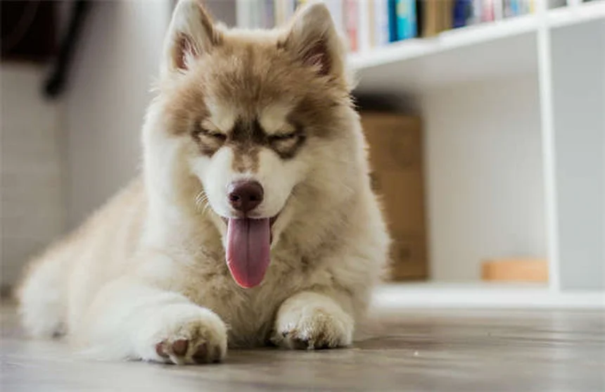 犬をほめるだけでしつけが劇的に変わる！ポジティブ強化の実践法