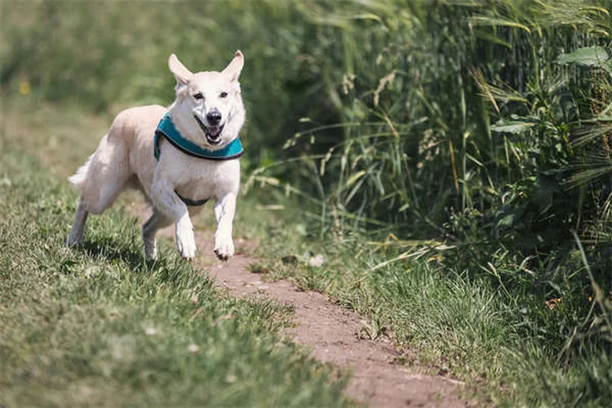 犬の血管性血友病：症状と治療法を獣医師が解説