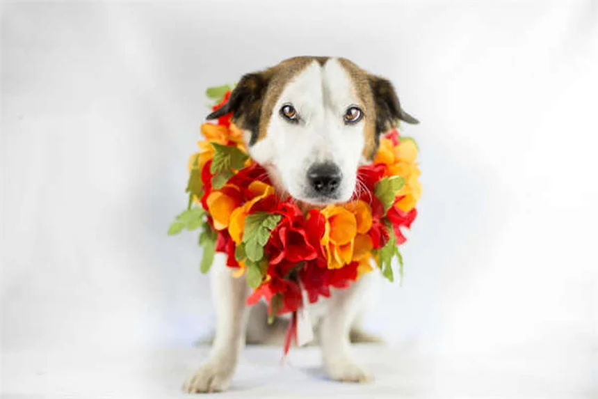 ポジティブ強化で犬のしつけが変わる！科学的な効果と実践コツ5選