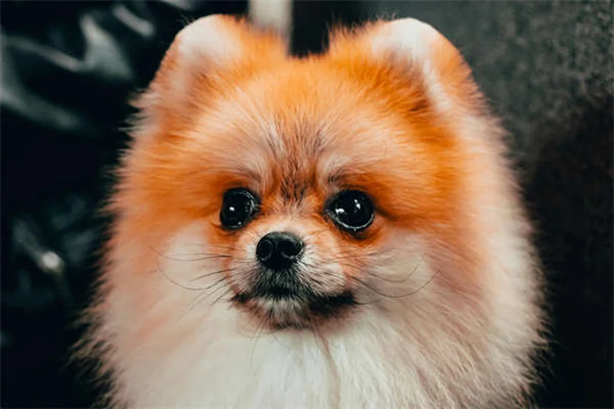 犬の遠吠えの理由と正しい対処法を5つ解説