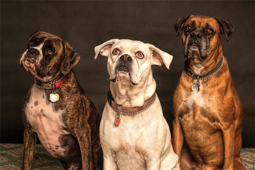 犬の遠吠えの理由と正しい対処法を5つ解説