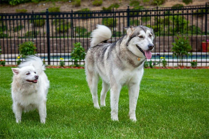 ペットを自然に落ち着かせる7つの簡単な方法
