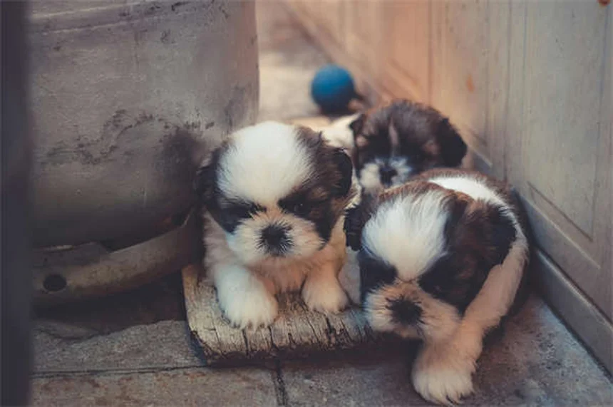 犬の関節炎が冬に悪化する前に！今すぐ試したい3つの対策