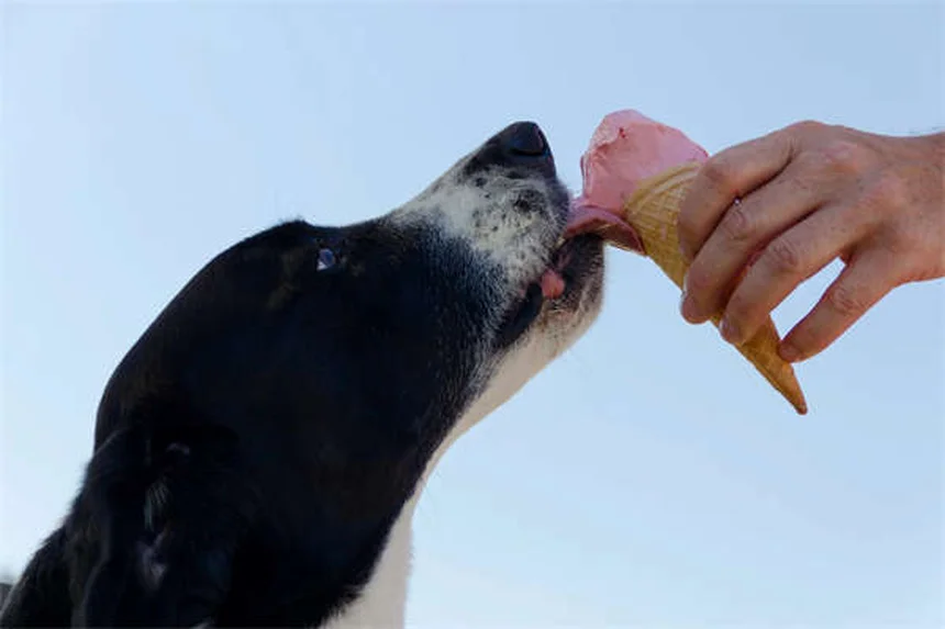 子犬の世話初心者必見！生後0日から離乳までの完全ガイド