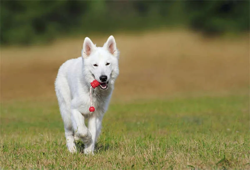 高齢犬のよくある悩み5選！獣医師監修の解決法まとめ