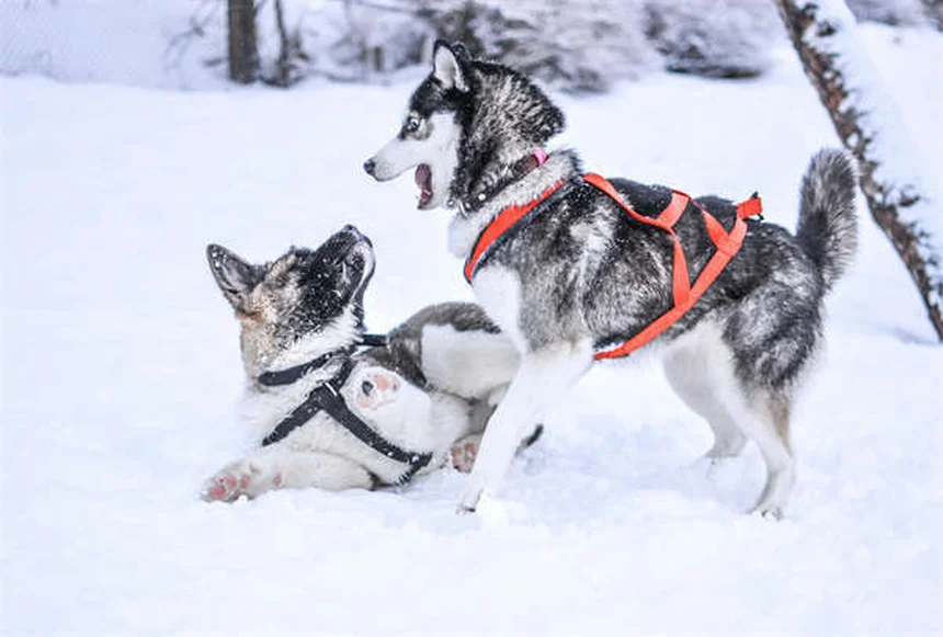 プロプラノロールを犬と猫に使う前に知っておきたい7つのこと