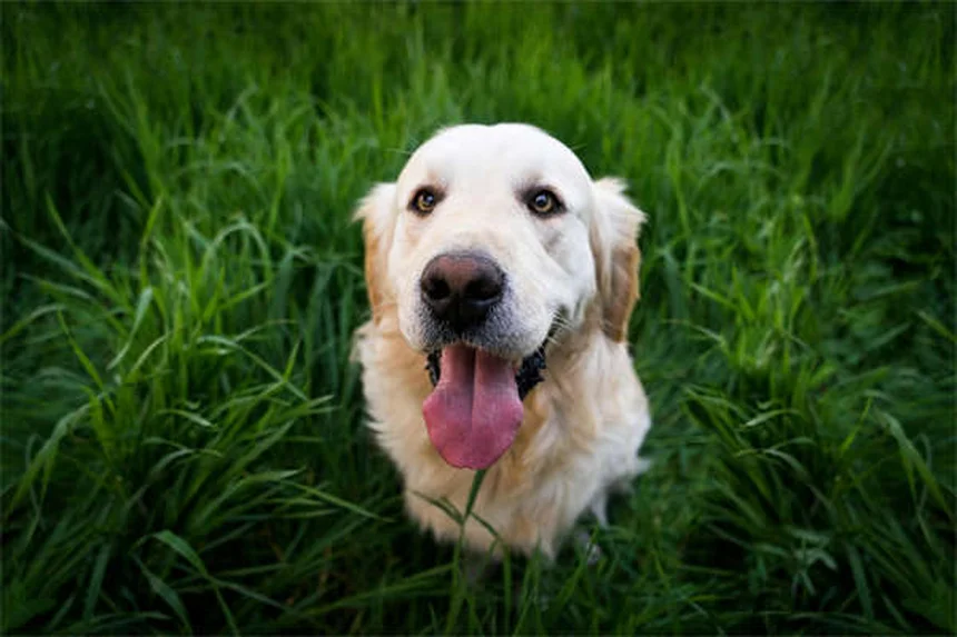 プロプラノロールを犬と猫に使う前に知っておきたい7つのこと