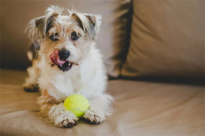 犬の腹腔内出血の症状と早期発見法｜見逃せないサインと即行動ガイド