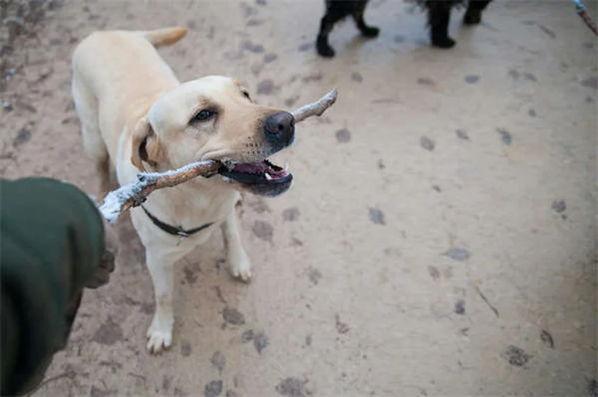 犬の腹腔内出血の症状と早期発見法｜見逃せないサインと即行動ガイド