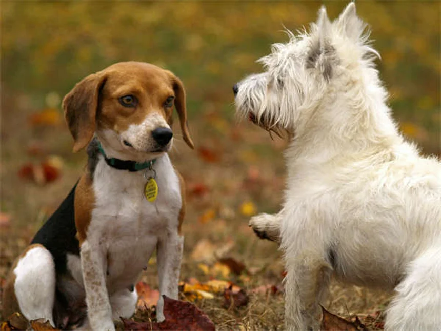 犬の腹腔内出血の症状と早期発見法｜見逃せないサインと即行動ガイド