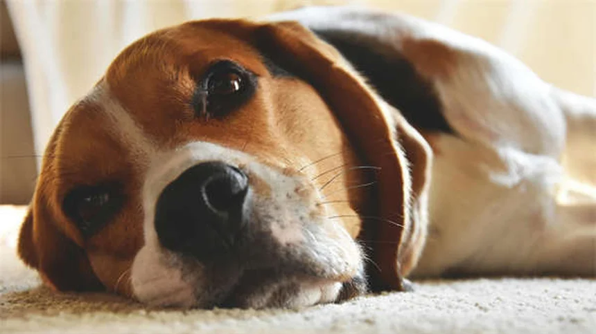 犬の腹腔内出血の症状と早期発見法｜見逃せないサインと即行動ガイド