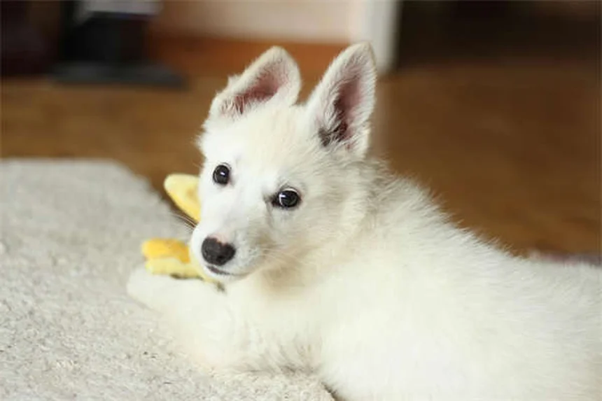 【プロ直伝】犬の伏せをカフェや病院でもできるようにする方法
