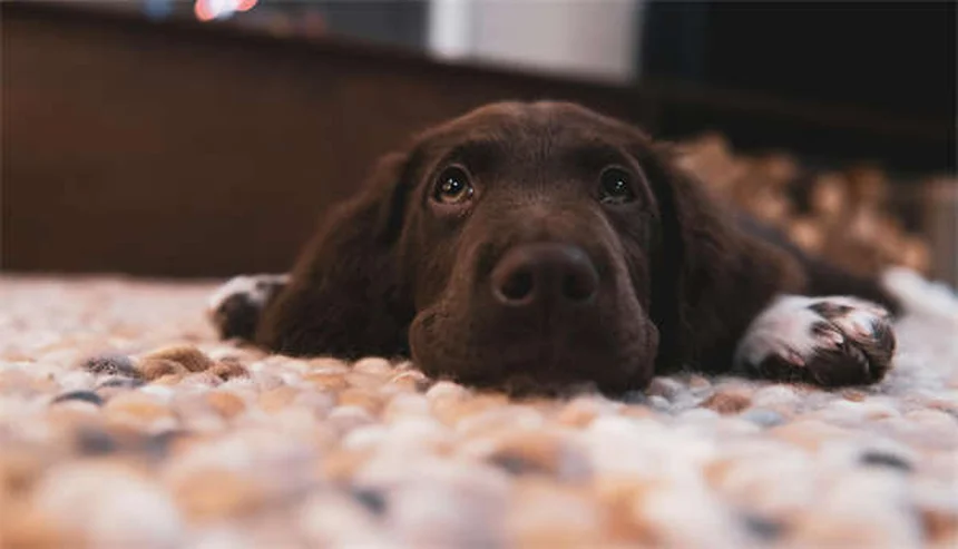 寒さに弱い犬種10選と実践的な防寒対策──これで安心、冬の散歩ガイド