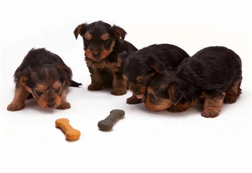 犬の水治療は効果あり？実体験で分かった3つのメリットと正しい始め方