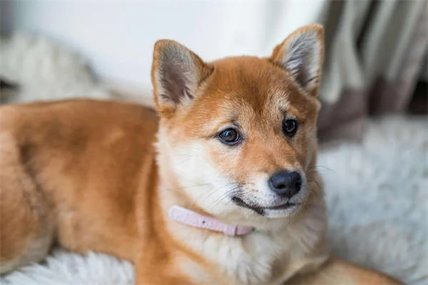 ベタの寿命や大きさは？飼い主が教える正しい飼育と混泳のコツ