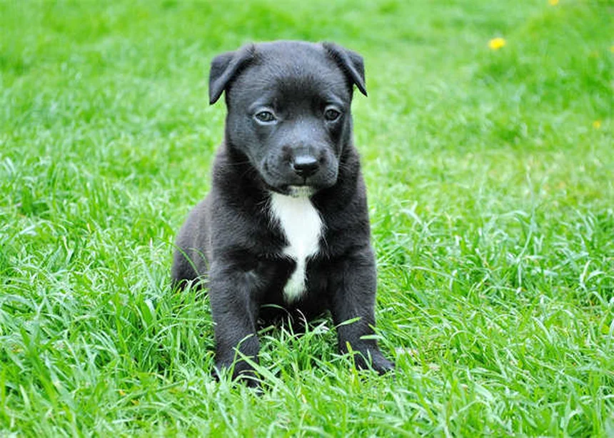 老犬のトレーニングは効果的な遊びで新しいことを覚えられる
