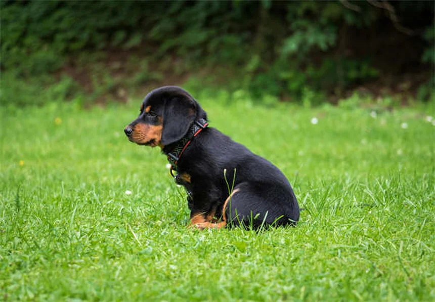 老犬の7つの健康変化と早期発見のコツ