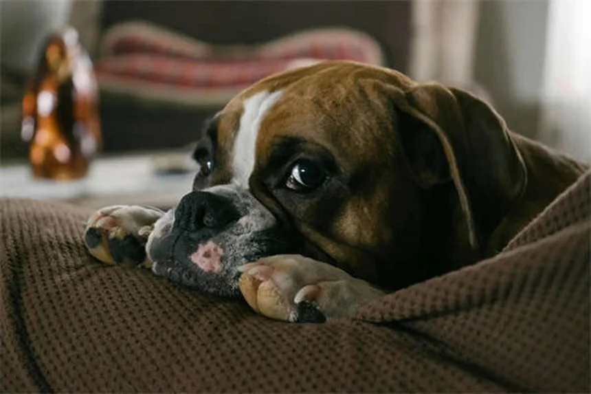 【獣医師監修】愛犬の不安を和らげる原因とサインから対策まで