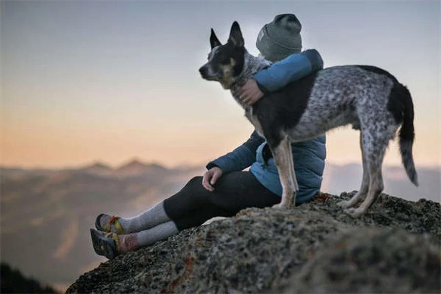 犬の体重増加に最適なドッグフード5選！安全な選び方のコツ