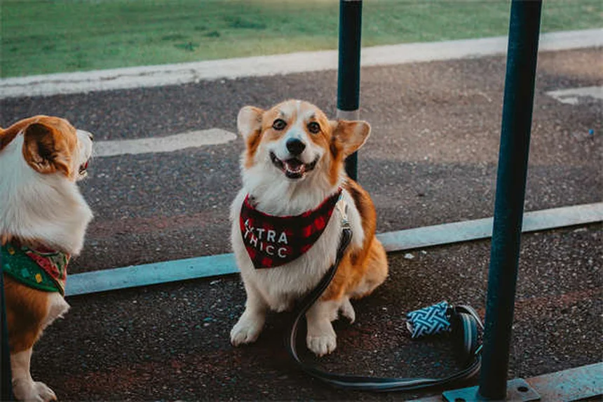 犬がサイレンに遠吠えする理由と対処法、知っておきたい犬種の違い