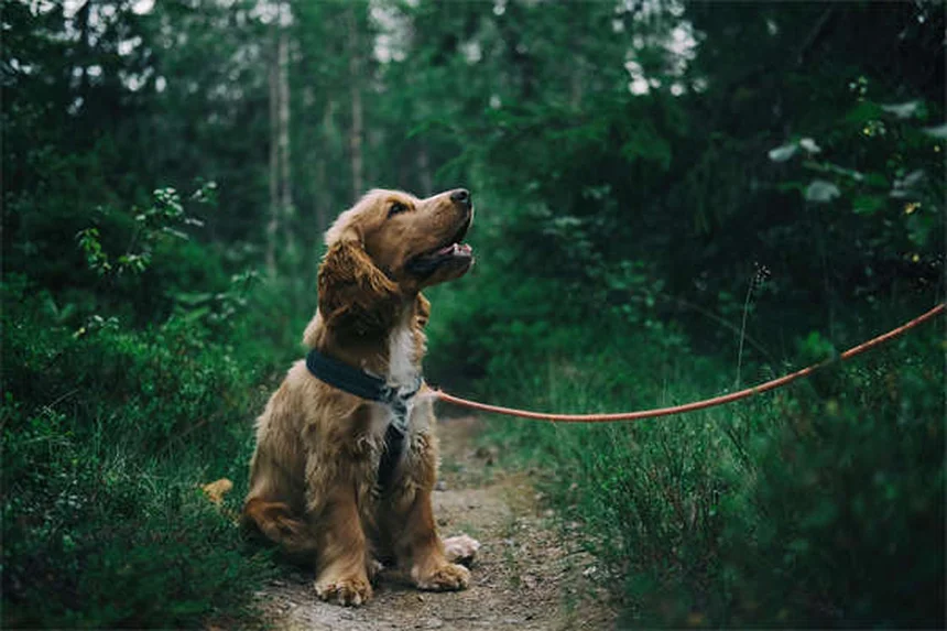 犬がサイレンに遠吠えする理由と対処法、知っておきたい犬種の違い