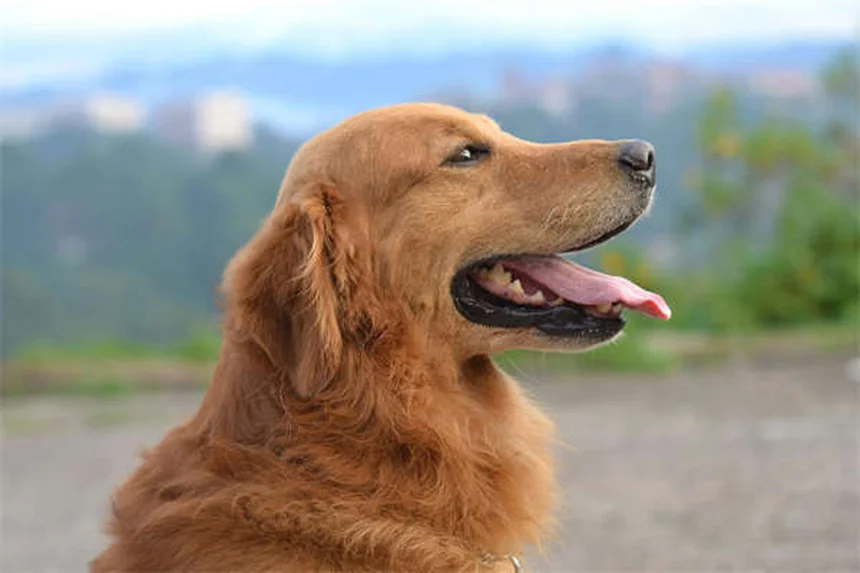 犬の趾間皮膚炎（Pododermatitis）とは？症状と原因を徹底解説