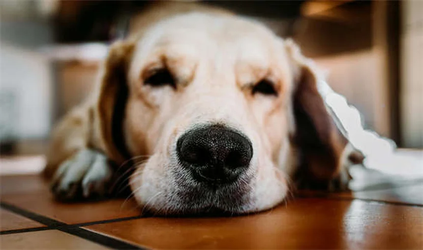 小犬が猛禽類に狙われる？意外な真実と3つの安全対策